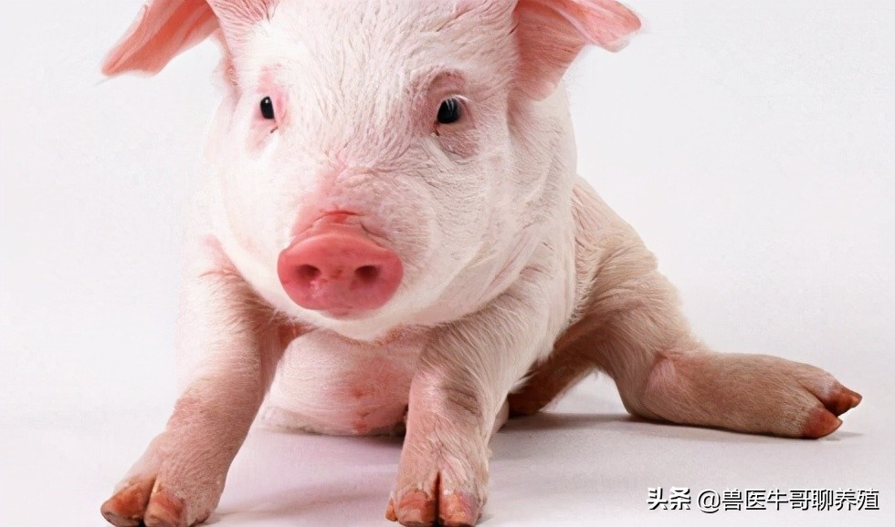 母猪下崽慢,母猪生小猪好慢是怎么回事