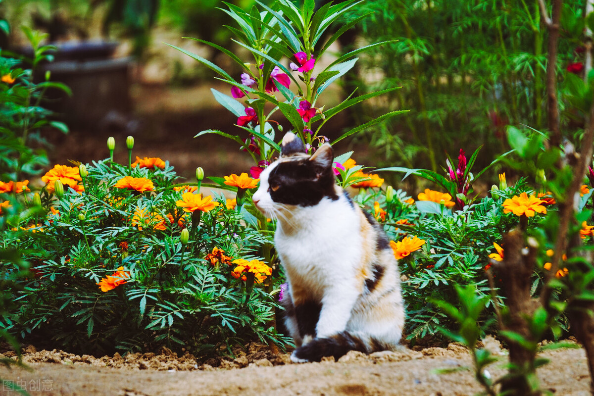 猫咪毛球症会导致吐红水吗,毛球症猫咪吃了化毛膏吐了