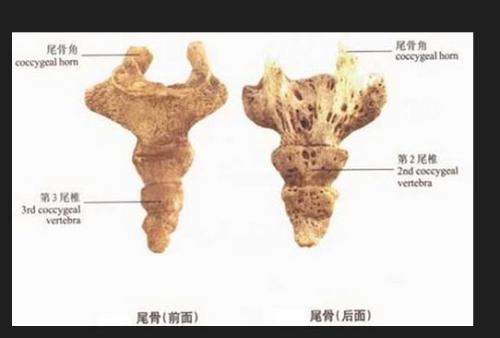骑自行车尾巴骨疼痛是什么原因,少年尾巴骨疼痛是什么原因