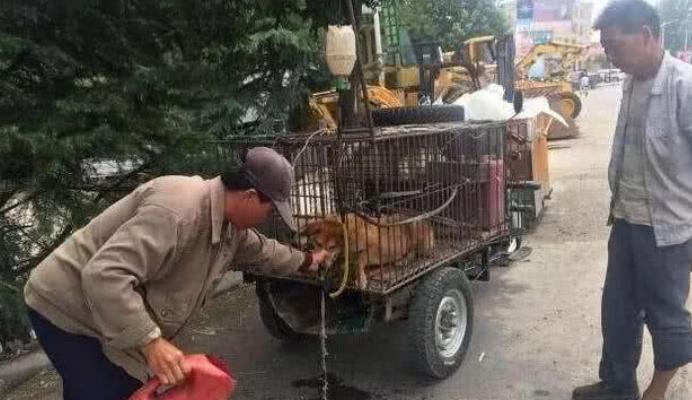 狗贩子给狗灌水,狗狗气管插管全过程