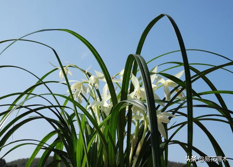 大雪素莲瓣兰和剑阳蝶多少钱一苗,莲瓣兰大雪素和老种大雪素的区别