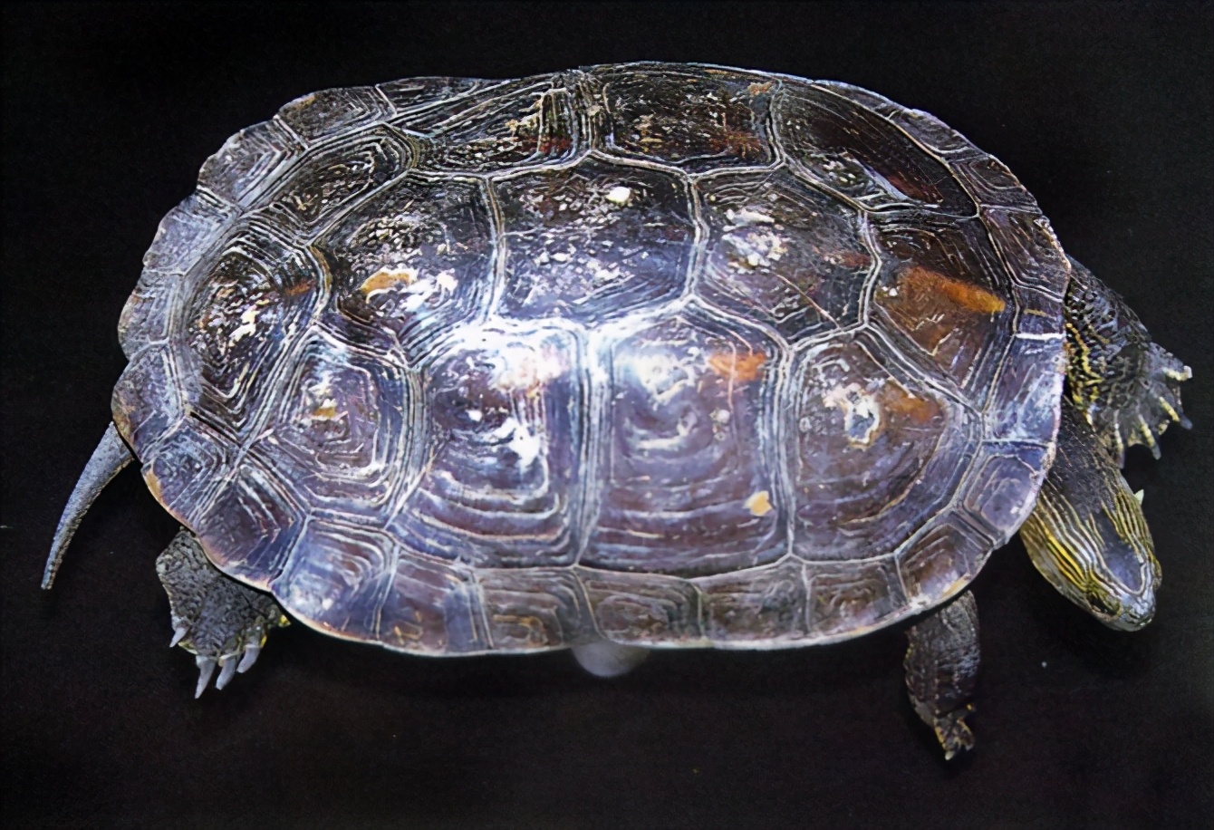 龟类纪录片,龟类图片