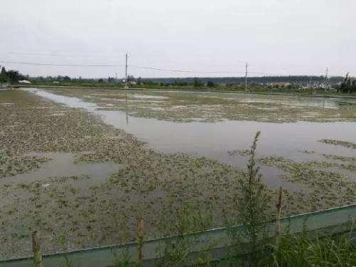 时间不等人!清明节将至:池塘里还有青苔的养殖户要抓紧处理了!