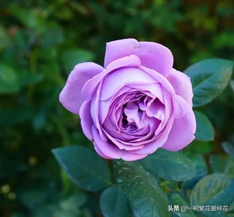 蓝紫青龙月季优缺点,天狼蓝紫月季