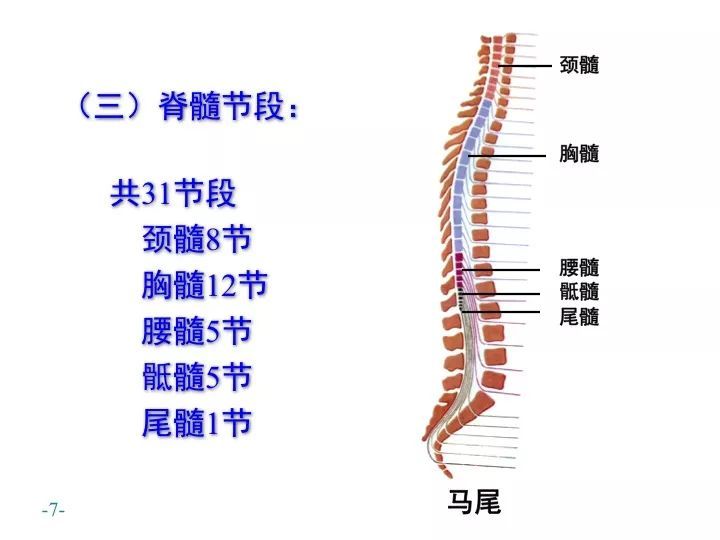 医生常用的解剖学、内外科口诀