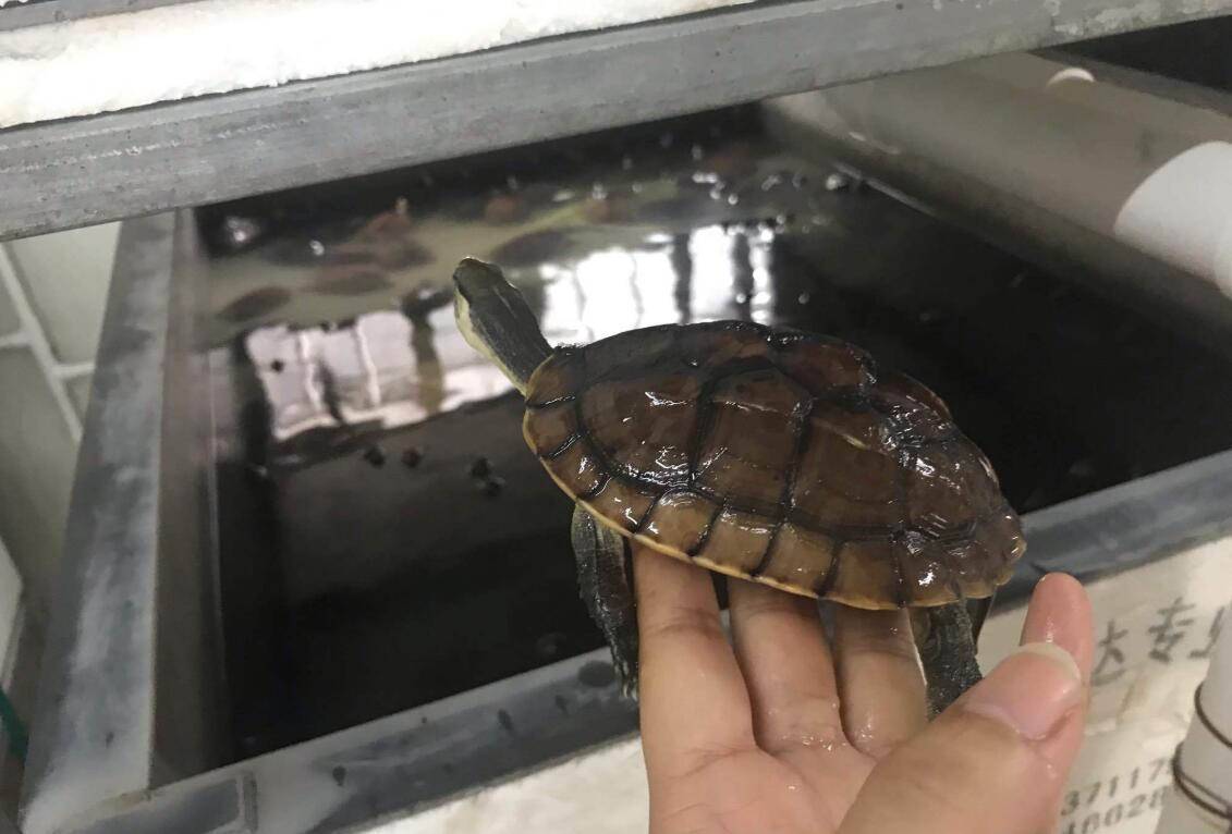 养龟需要给鱼缸消毒么,养龟需要下盐吗