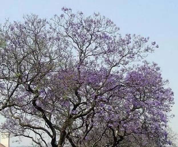 粉色和紫色的植物有哪些,紫色的植物有哪些品种