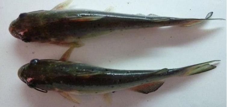 叉尾鮰鱼病大全,叉尾鮰常见疾病及预防