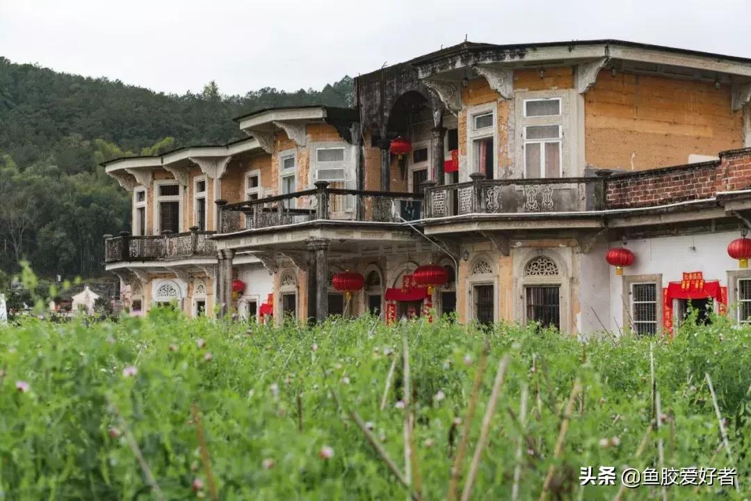 鱼胶小知识,鱼胶小课堂