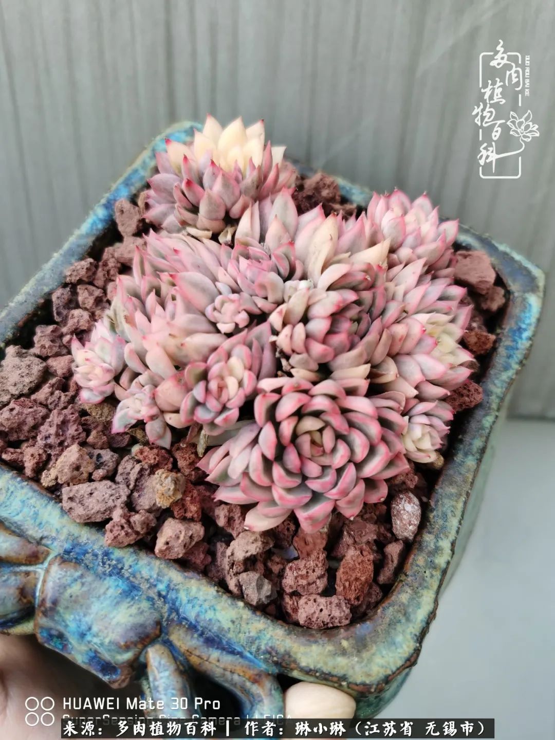 又到多肉变美时，一切都鼓励我积极向前