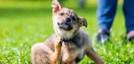 医生帮狗狗挤寄生虫,狗狗有寄生虫用什么药