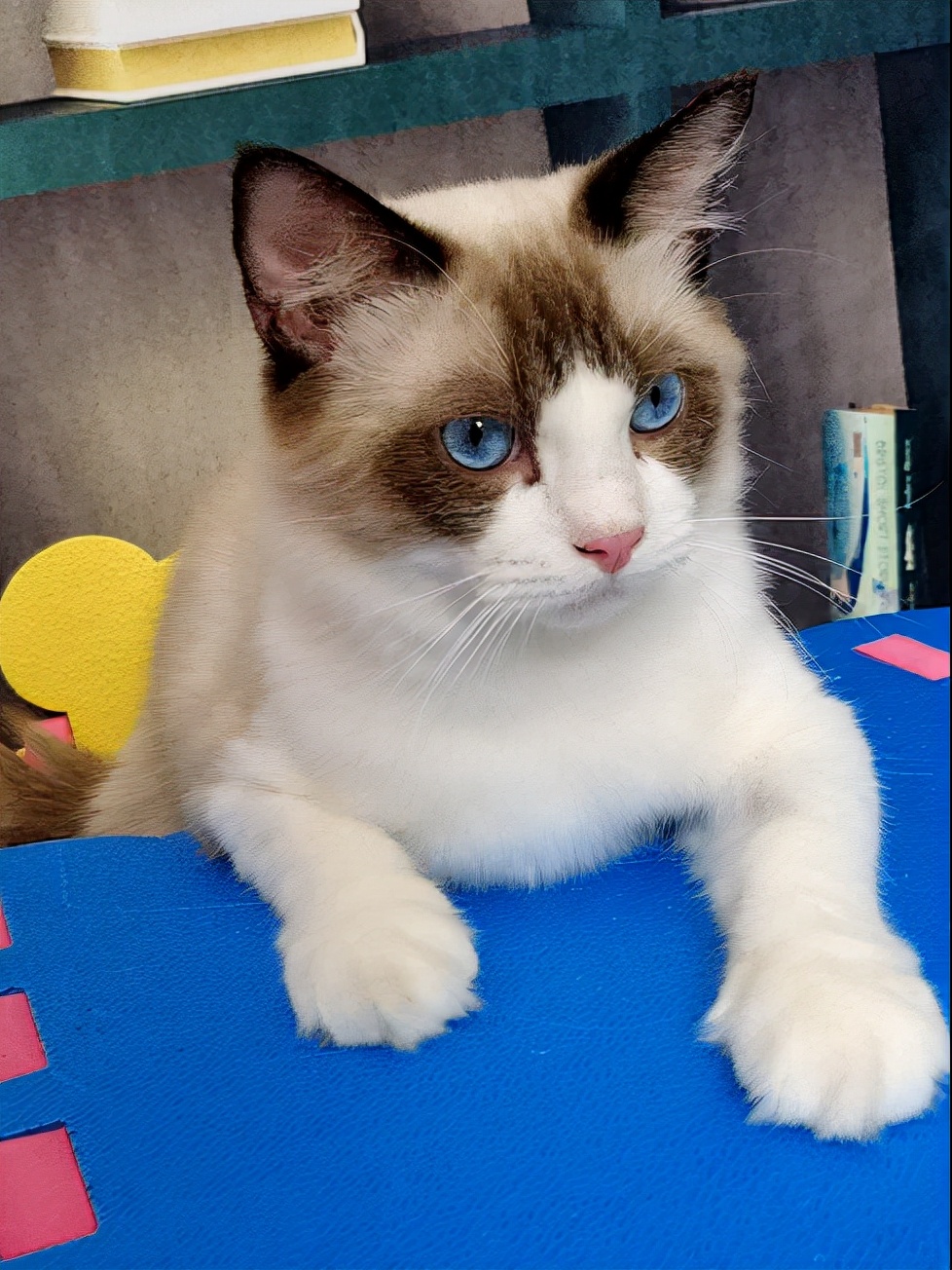 布偶猫贵在哪里,怎么挑选一只好的布偶猫