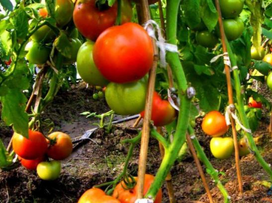 政策：支持农药产业科技创新；未来10年有机农业或领导中国农业