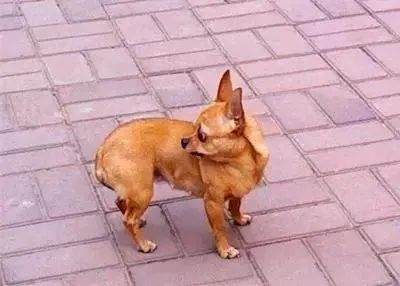 狗狗的这几个动作说明它要咬人,狗狗这几个举动是在喊救命