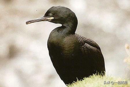 鸟类名字生僻字,带有鸟字的生僻字