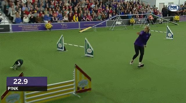 边牧狗和泰迪外观有什么区别,最聪明的边牧狗狗视频