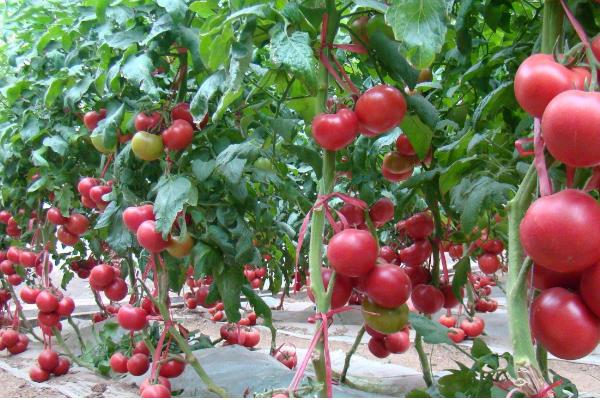 西红柿移苗打蔫几天可以恢复正常,西红柿打蔫儿什么情况