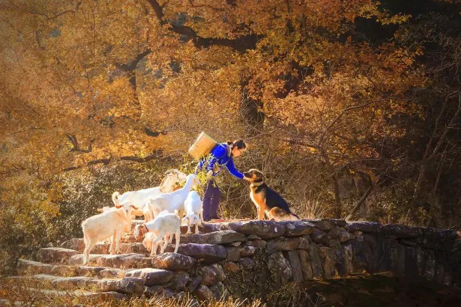 缙云十大旅游村落排名榜,缙云必游古村落