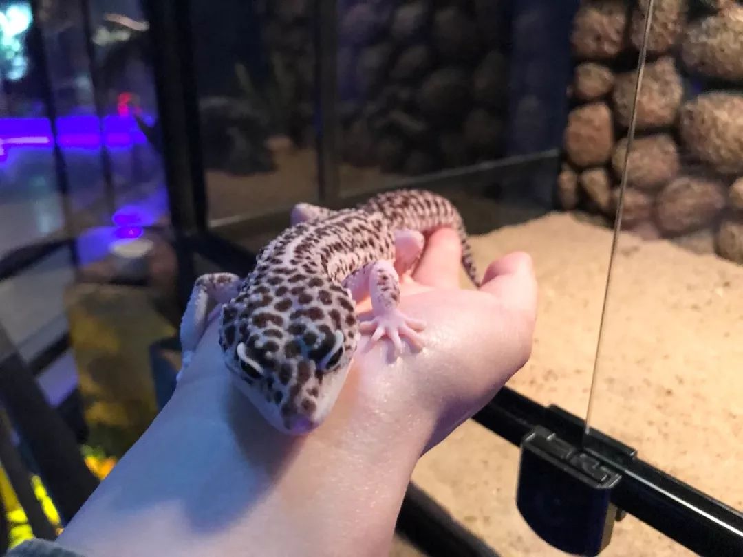 亲子必打卡动物园,动物园观赏园萌宠乐园等你打卡