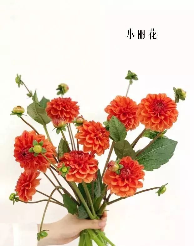 鲜花店常见花材品种大全,花店里同款的两种不同价格的花材