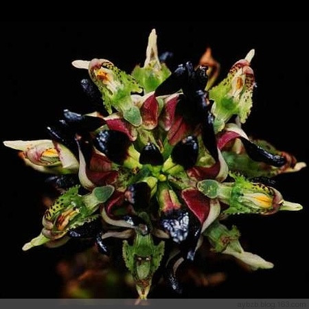 最好记的花名大全,很难得一见的花