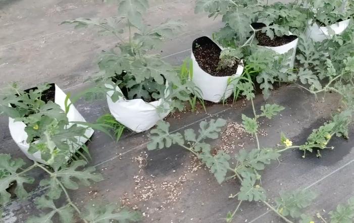 西瓜不施底肥行吗,西瓜不长叉怎么办