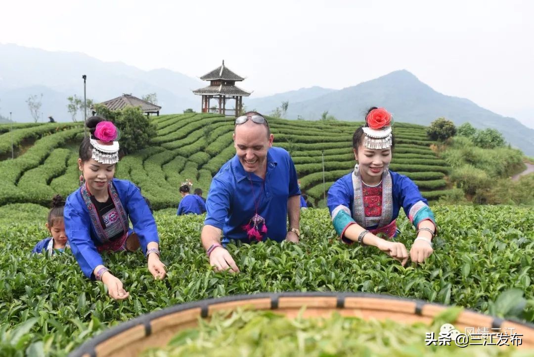 三江金奖茶,中国早春第一茶三江茶