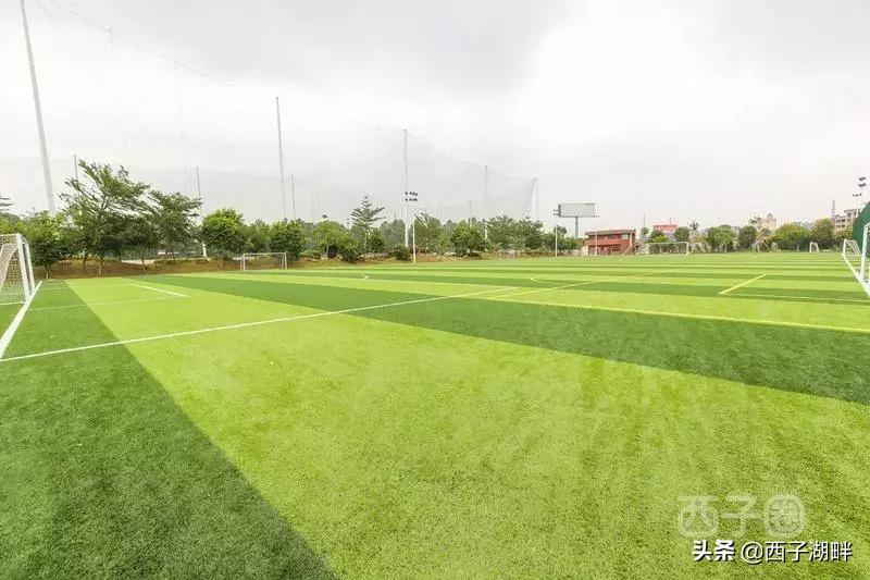 惠州镇隆荔枝什么品种,惠州镇隆自摘荔枝在哪