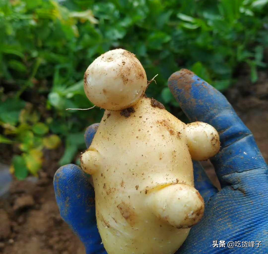 天热土豆怎么保存,屋里热土豆怎么保存不发芽