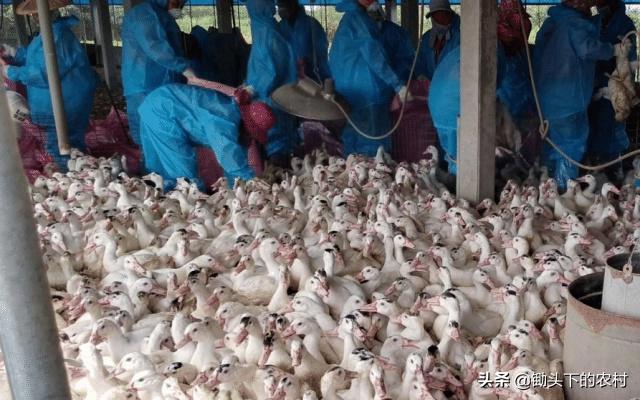 在农村霍乱为鹅禽的常见病,从病原到防治,为您剖析