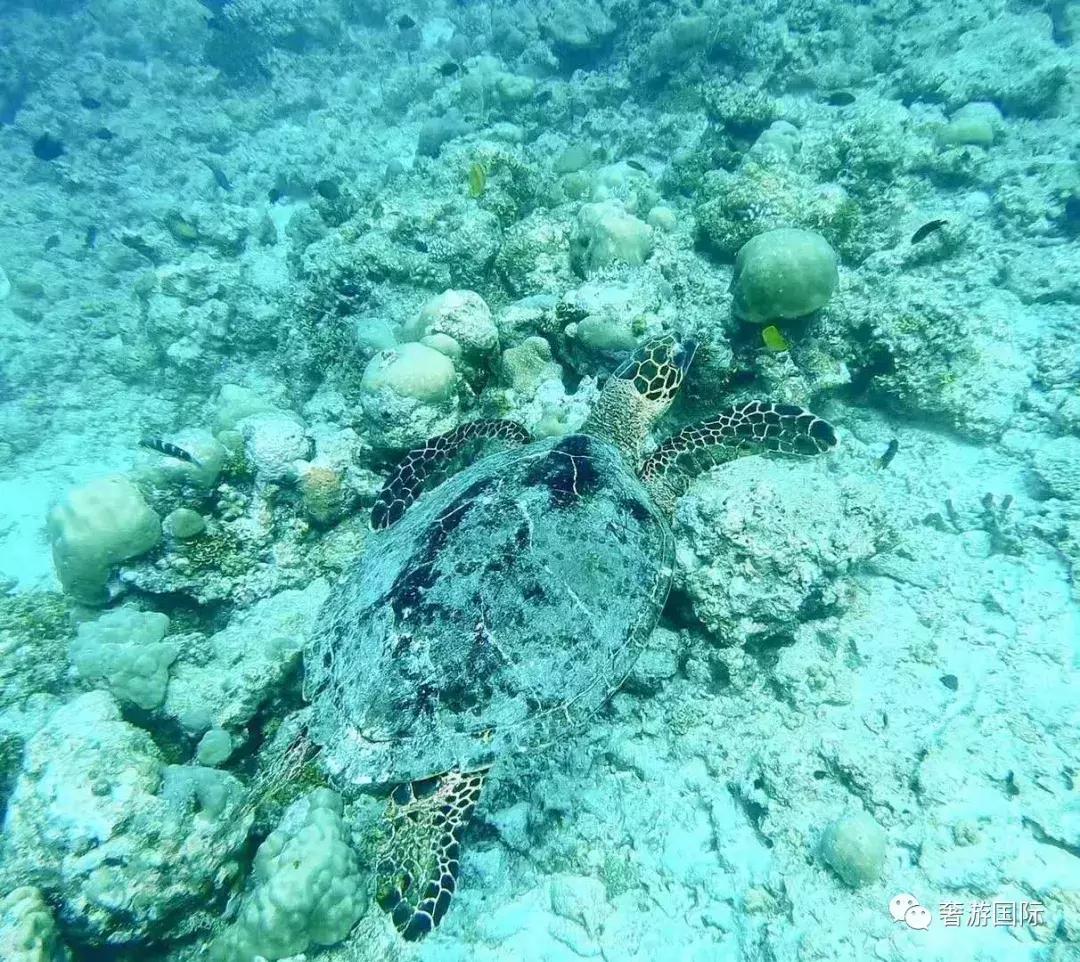 马尔代夫jv岛攻略,马尔代夫v岛