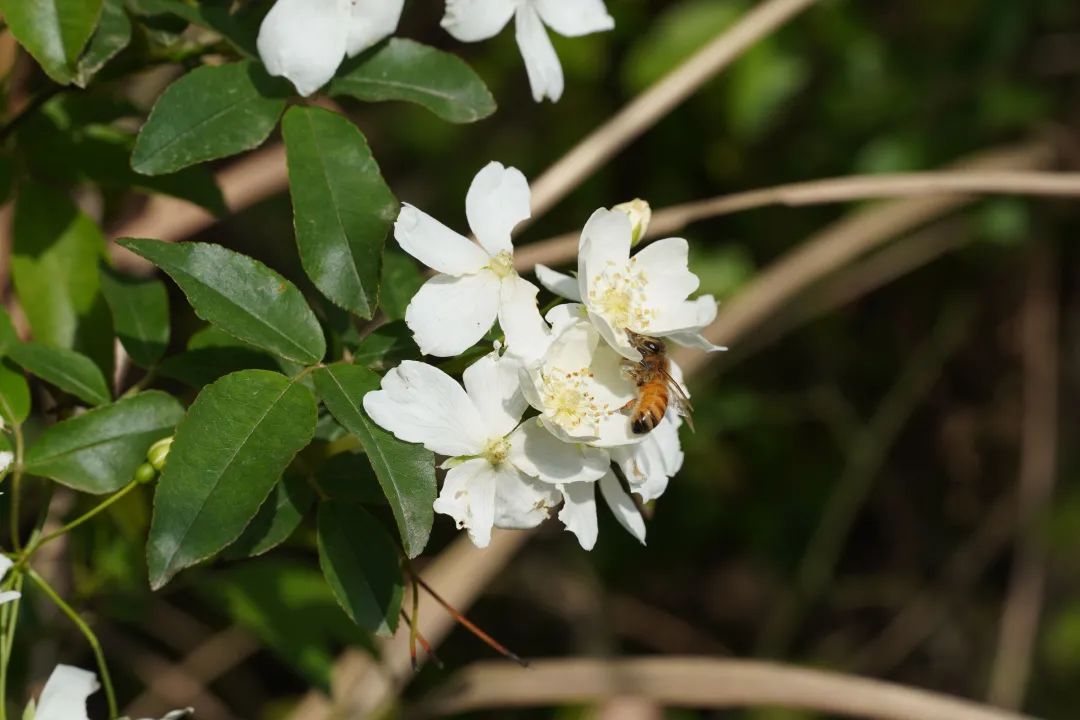 开到荼蘼唱的是什么,歌词中有开到荼蘼