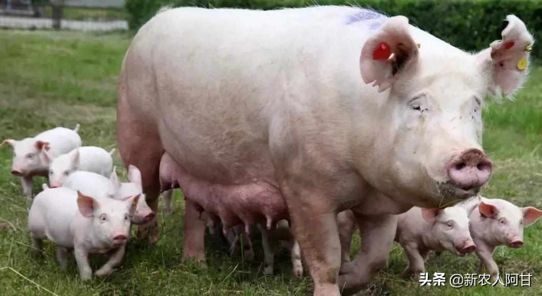 养猪人要注意公猪和母猪,二元母猪与三元母猪外貌特征