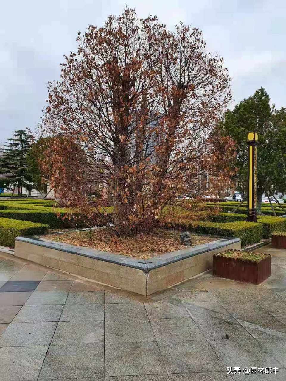 苗木冻伤了怎么补救,苗木霜冻了怎么补救