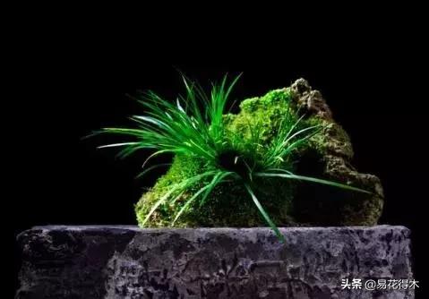 赞美菖蒲盆景的诗句,盆景诗词经典赏析