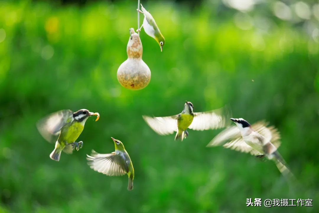 第16届国际摄影艺术展获奖作品,第29届全国摄影艺术展览作品集