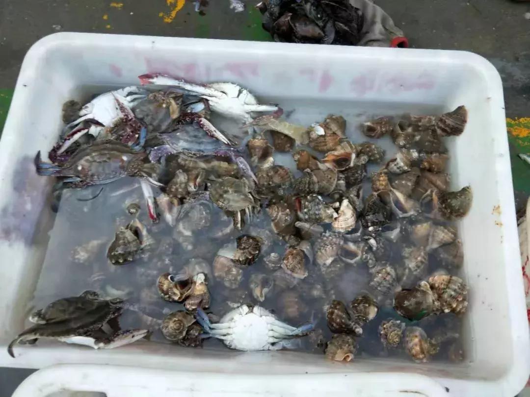 威海海鲜开海期,威海开海海鲜便宜还是贵