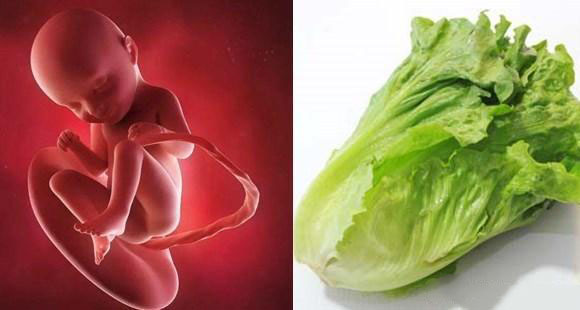 胎儿14个月的10张图片,胎儿1-40周水果对比图