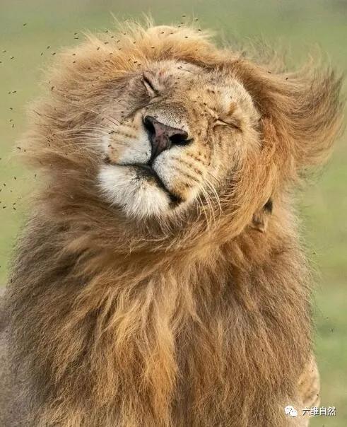 雄狮被攻击为什么雌狮不帮助,雄狮战败回狮群被攻击
