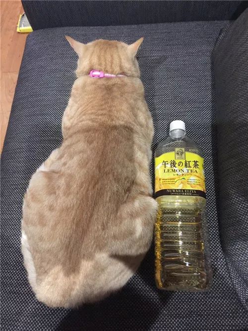 老板，这圆滚滚地怎么恢复出厂设置，说好的小可爱呢？