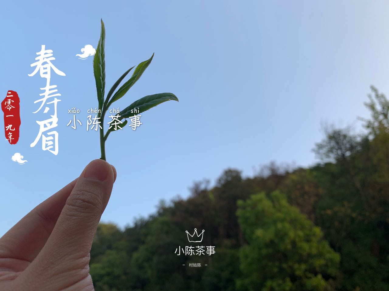 一芽二叶的白牡丹,把芽头取来就是白毫银针,剩下的就是春寿眉?