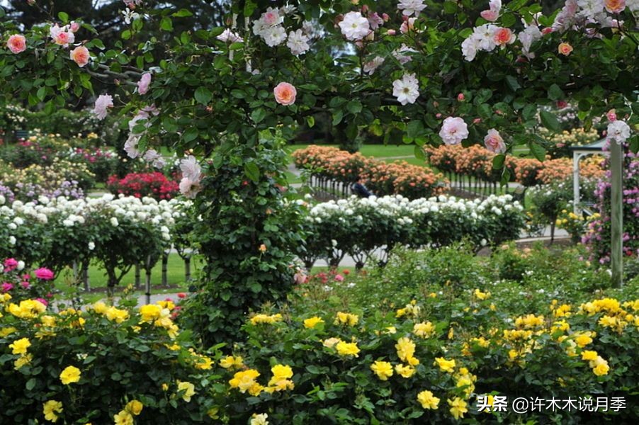 月季为什么黄叶带斑,月季浇水过多黄叶如何挽救