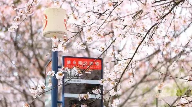 在上海拥有这样一个露台多幸福,在上海有一种温暖叫邻里互助