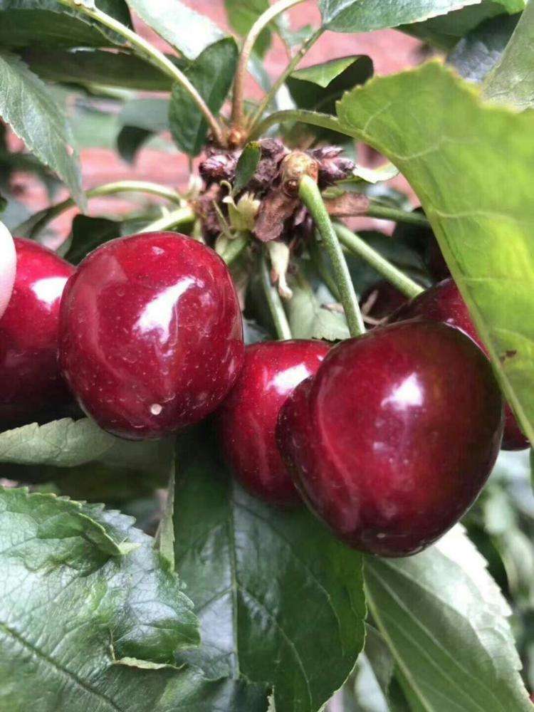 大樱桃和车厘子是一个品种吗,大樱桃为什么叫车厘子