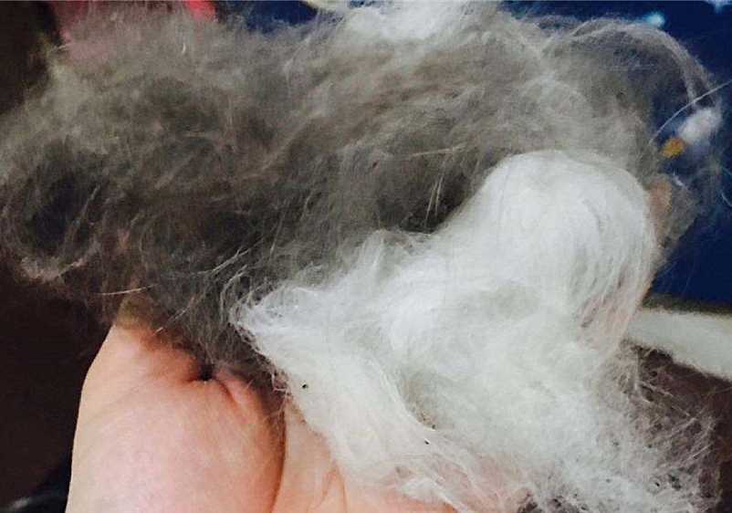 猫咪毛发会因为长大改变,猫咪秃头怎么回事