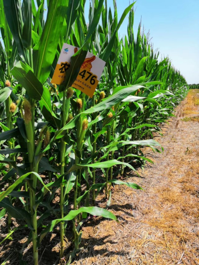 农大683玉米高产抗倒伏,农单113种子抗倒伏