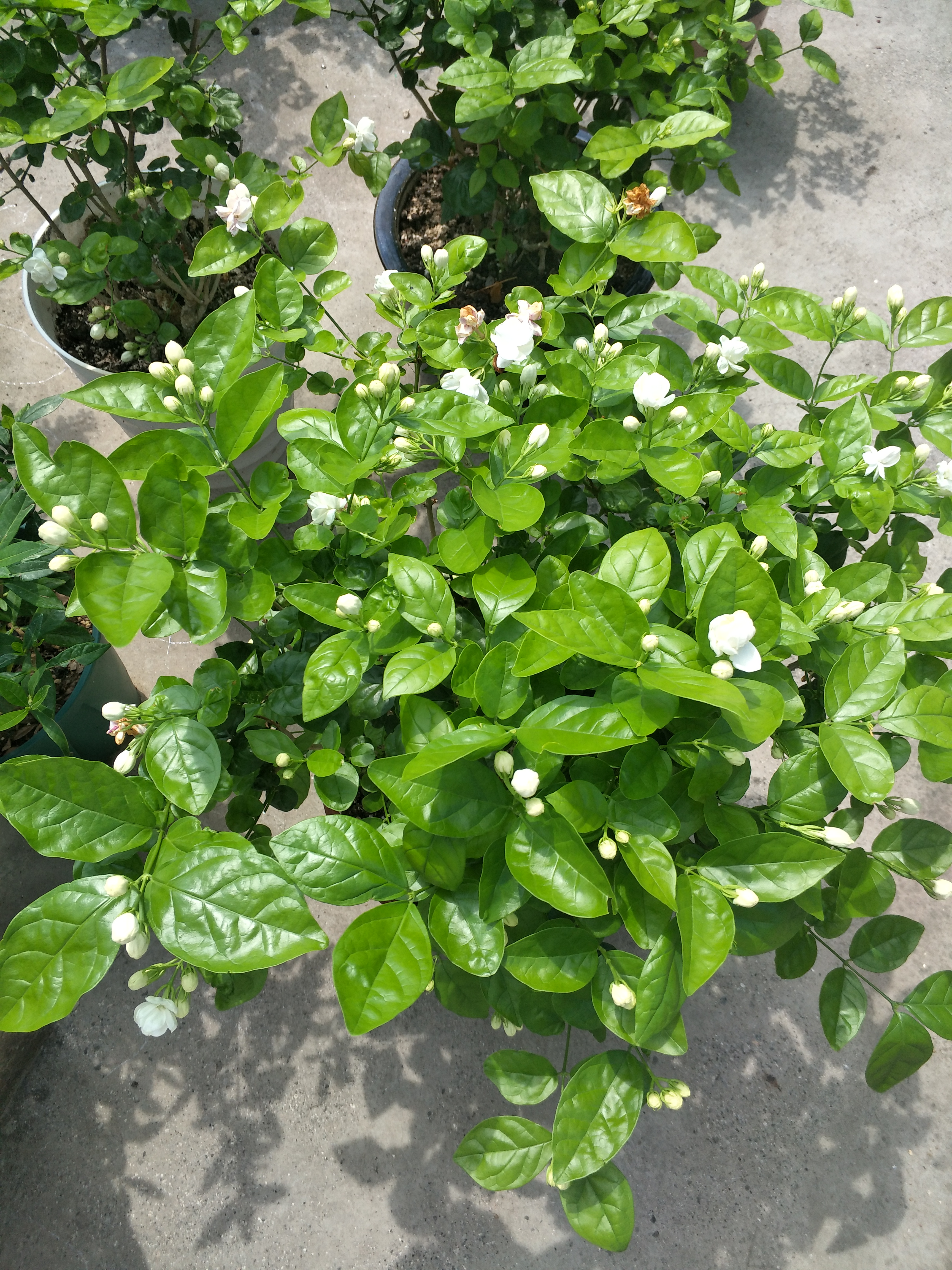 茉莉花叶片掉光怎么办,茉莉花叶片干枯掉落怎么办