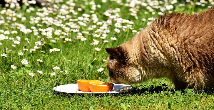 想要养肥猫咪应该给他吃啥,狗粮和肉怎么喂猫咪呢
