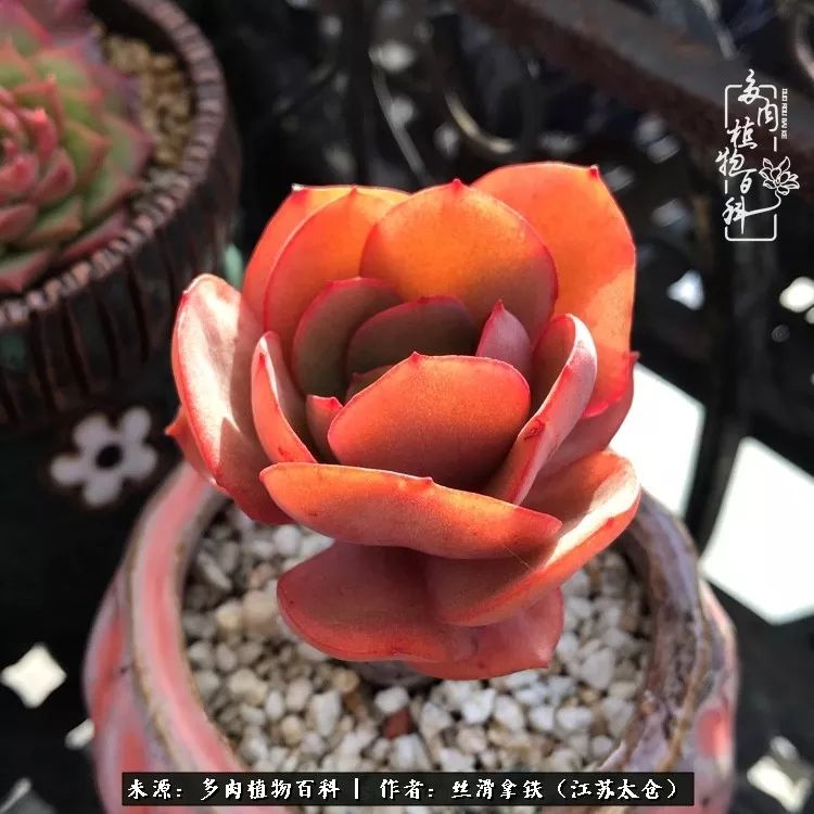 秋叶将落,秋叶即将落下你依然美丽