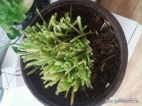 绿萝铜钱草家庭养殖,绿萝发财树黄叶子怎么办呢